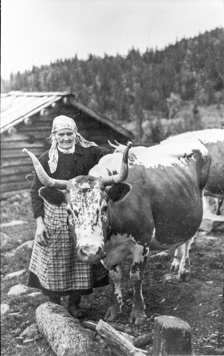 Helga Brenna med kua "Blomeros" på Turteli, seter under Bakli Rødningen. Trolig rundt 1943.