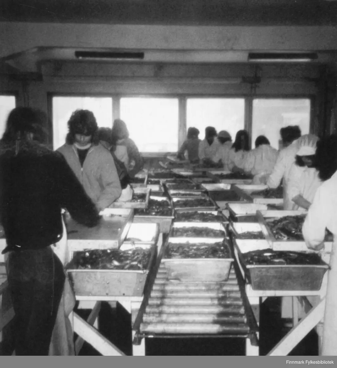 Loddeproduksjon på Vardø Produksjonslag, 01.09.1980.