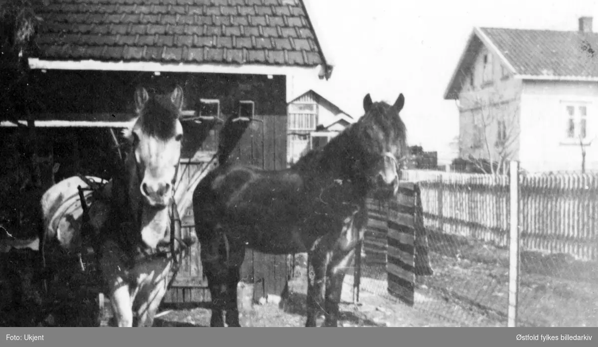 Hester som kjørte ved fra Haugebruket i Rolvsøy. Eiere var brødrene Hans og Ludvik Huser. Bildet er fra Saksegårdsfjellet ca. 1930. Flere opplysninger - se ØFB.1994-00043.