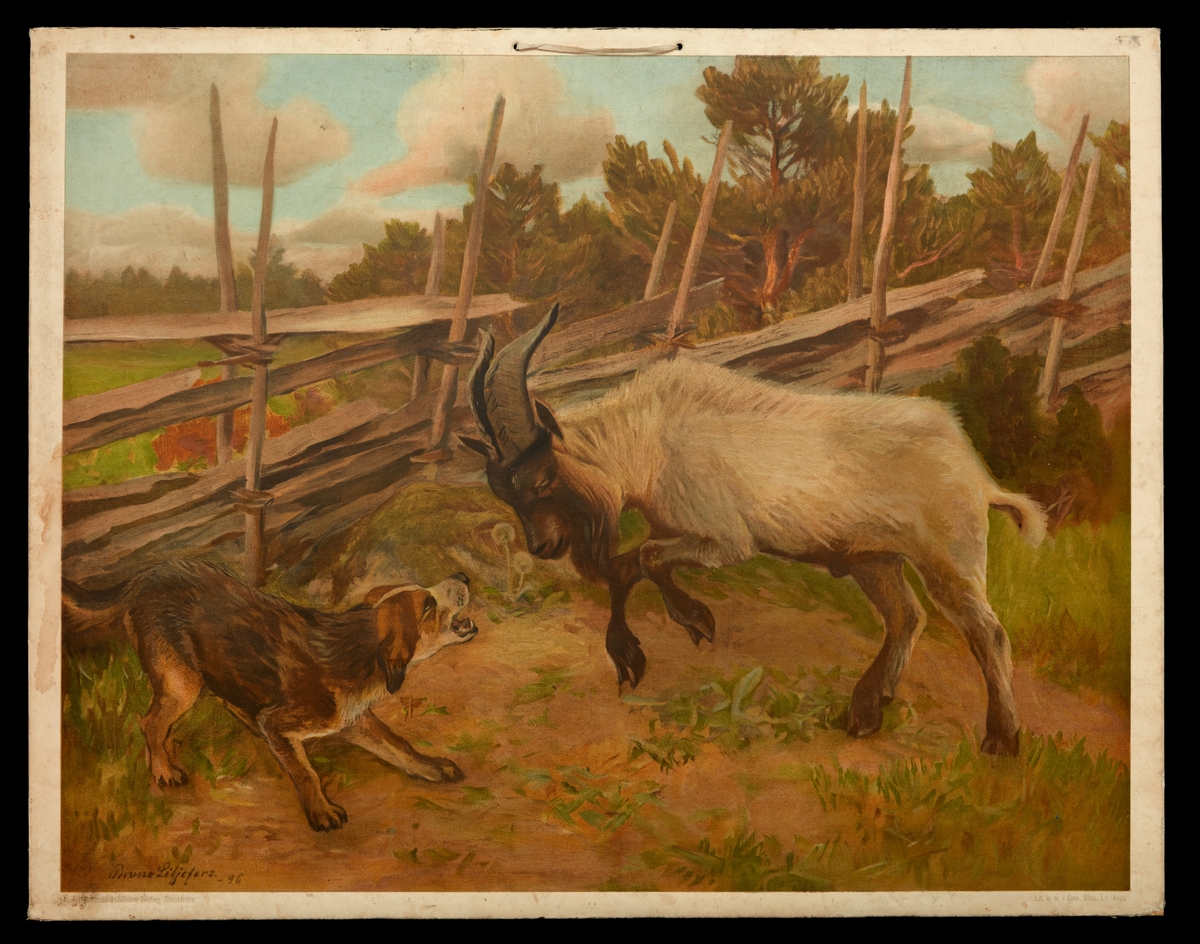 Fyra stycken skolplanscher med djur och naturmotiv, åtminstone tre illustrerade av Bruno Liljefors.