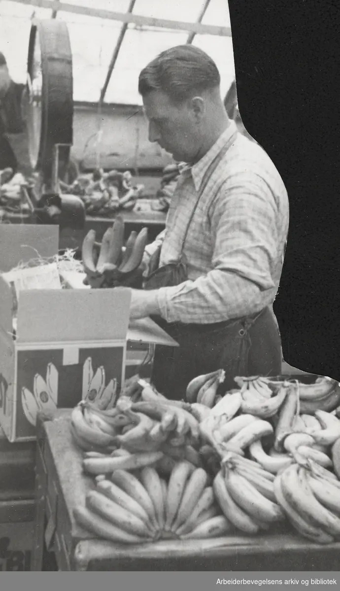 "Sydens frukt i norsk drivhus". Modning av bananer på Lindbäcks gartneri i Ulvenveien. September 1945.