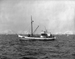 M/S "RAGNA" på Lofotfiske med torskenot. Andre fartøyer i ba