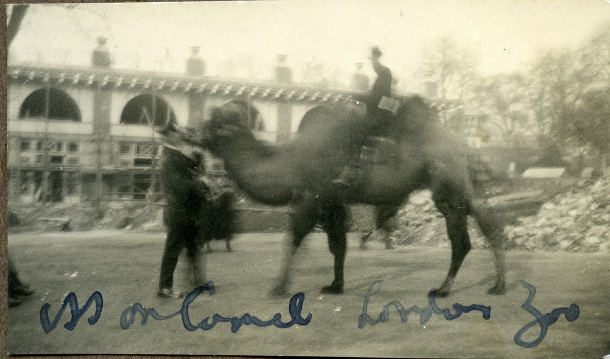 Carl Sæther på kamel i London Zoo