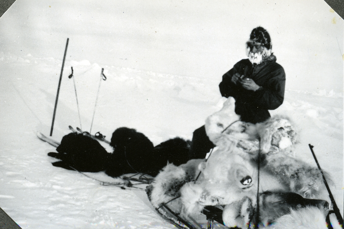 Foto fra album etter Knut Bjåen( 1920-2001). Bildene er fra fangstovervintring på Halvmåneøya i året 1947-48 med to brødre, Jon og Sjur, samt søskenbarnet Olav Bjåen.Hjemkjøring av bjørneskinn