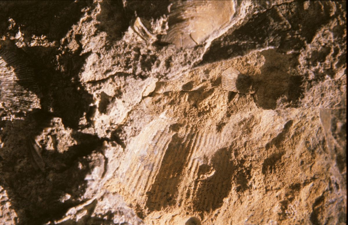 Fossil fra Sassen?