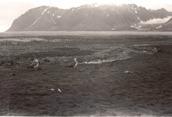 Tyvjo i Magdalenefjorden sommeren 1958.  Sokneprest Erling J