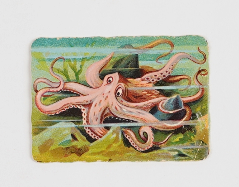 Eit glansbilete av ein blekksprut på havbotn.