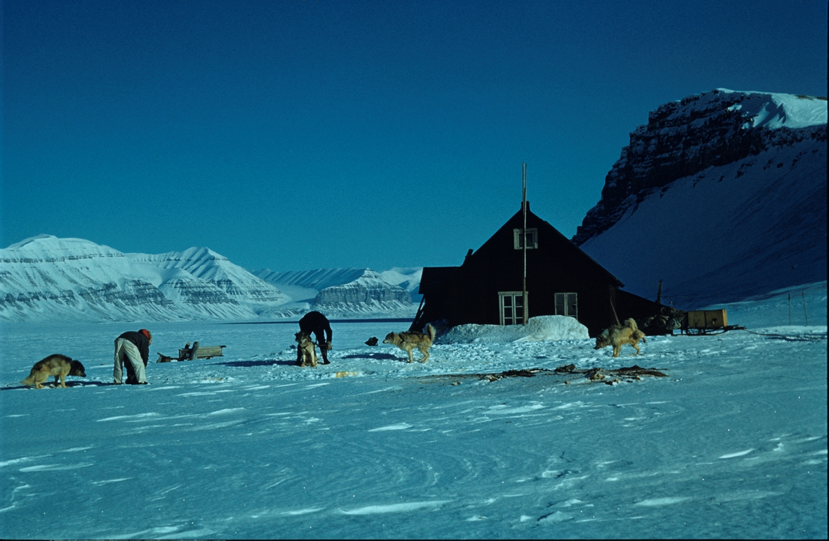 Hilmar Nøis sin hytte Fredheim i Tempelfjorden. Hundespann foran hytta.