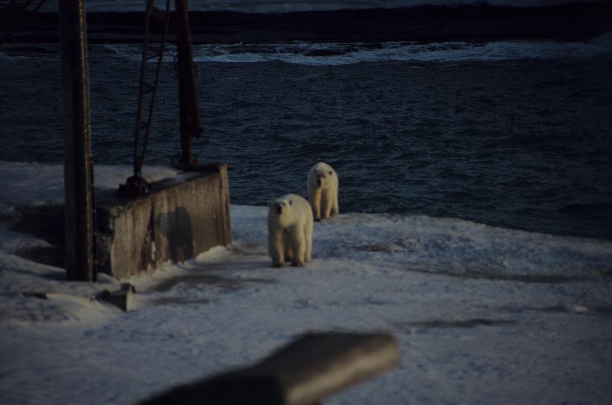 To isbjørner ved stasjonsbebyggelser.