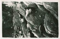 Alkene med egg. Overvintring på Bjørnøya 1957-58.