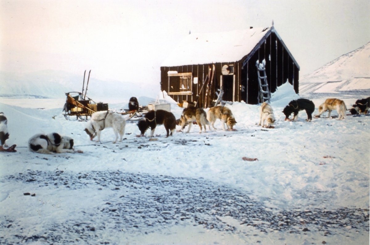 Bilder fra tur med Kjell Lavik og Jarle Kolbotn  med hundespann til Austfjordneset først i april 1975. Aksesjon 2020:09