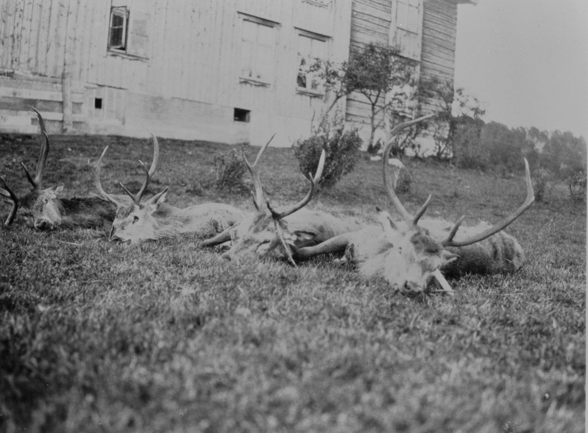 4 hjort skutt under jakt presenteres på plenen utenfor en bygning.