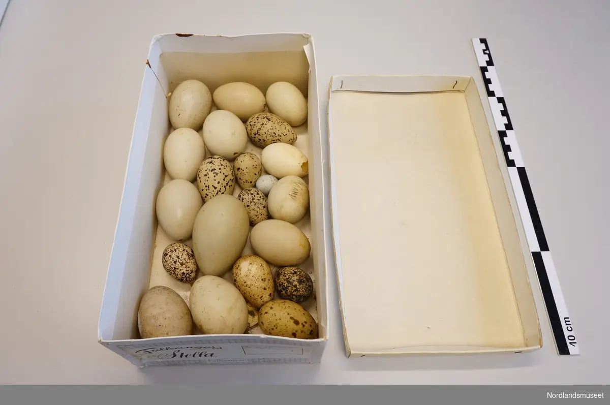 Treesker med rom til egg, 78 eggeskall og en bok "The observer's book of bird's eggs". Lokket på esken har opptegnet skisse esken med oversikt over fugleartene.
Kartongeske med 21 eggeskall.