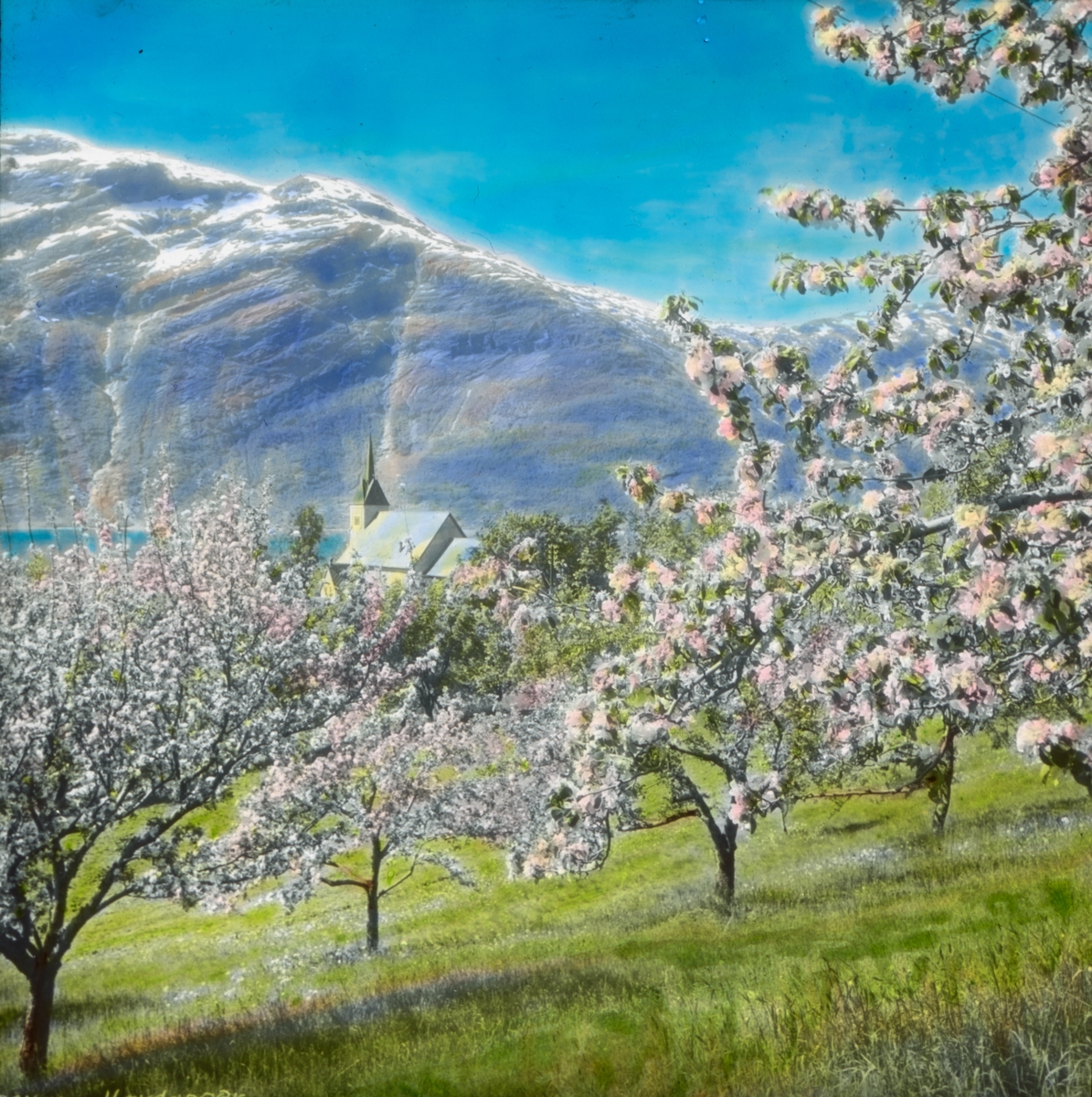 Håndkolorert dias. Frukttrærne blomstrer. I bakgrunnen sees Ullensvang kirke. Del av Wilses serie kalt "Brudeferden". 