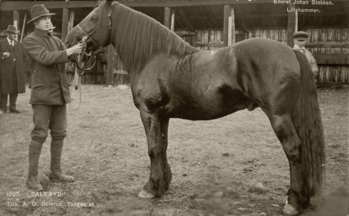 Postkort, Stange, Tangen, Dillerud gård, A. O. Dilleruds hest "Daleryd" hingstutstilling på Lillehammer, hesteskue, dyrskue,