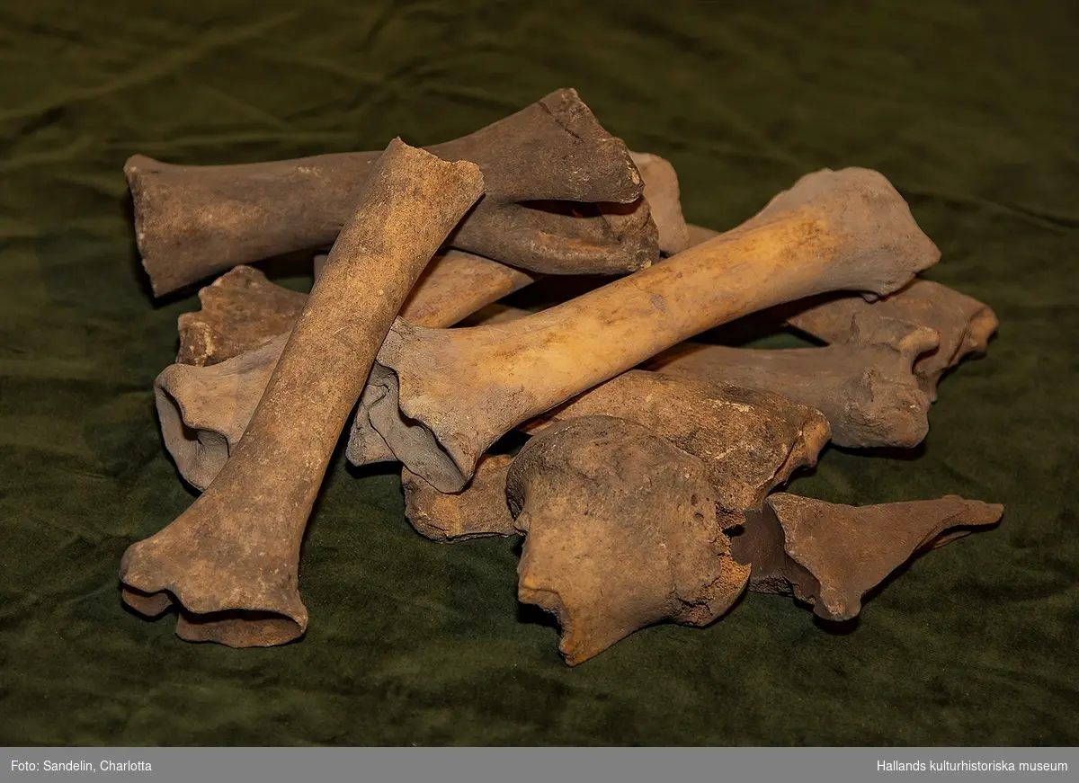 Föremålsposten utgörs av totalt 8 lådor med osteologiskt bedömt benmaterial från Varbergs Fästning funnet vid grävarbeten 1964-5. 

Identifierade arter är tamgås, tamhöna, älg, hund, skogshare, får, sångsvan, nötkreatur samt gris. I museets årsbok från 1966 redovisar Johannes Lepiksaar en bedömning av benens sammansättning. Ben från husdjur utgör 98% av materialet, vilt utgör 2%. Materialet domineras av ben från större djur, naturligt nog då dessa bevaras bäst samt är mest uppenbara för icke arkeologiskt utbildad grävande personal. 

Ben från nöt utgör 69% av tamdjursbenen medan får utgör 13,8% och svin 17%. Nötkreaturen utgörs framför allt av kor och stutar/oxar, någon enstaka tjur finns representerad.
