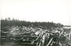 Fra Pasvikfløtingen i 1921. Binding på omtrent 30'000 tømmer