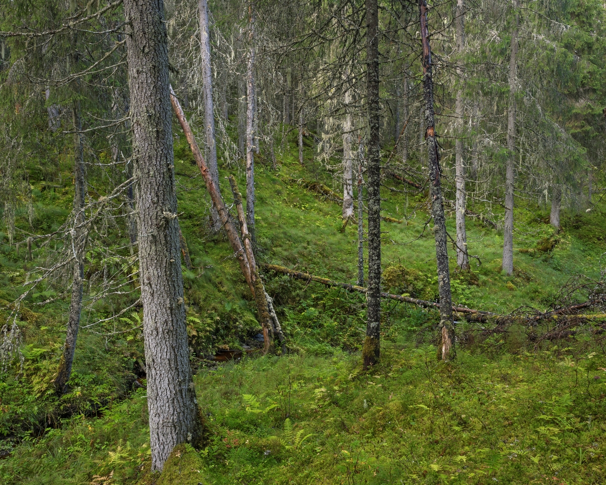 Skogsinteriør i gammel granskog. Fra Dølaelva naturreservat, Namsos, Trøndelag. Boreal regnskog som ble vernet i 1992. Her finnes flere sjeldne og utryddingstruede lavarter. Naturtypen finnes kun i kyststrøkene i Trøndelag og sør i Nordland og er internasjonalt truet.