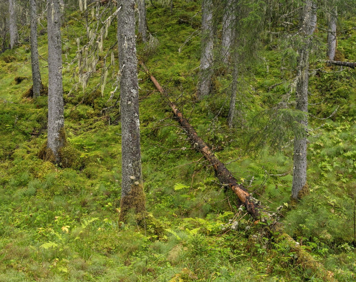 Skogsinteriør i gammel granskog. Fra Dølaelva naturreservat, Namsos, Trøndelag. Boreal regnskog som ble vernet i 1992. Her finnes flere sjeldne og utryddingstruede lavarter. Naturtypen finnes kun i kyststrøkene i Trøndelag og sør i Nordland og er internasjonalt truet.