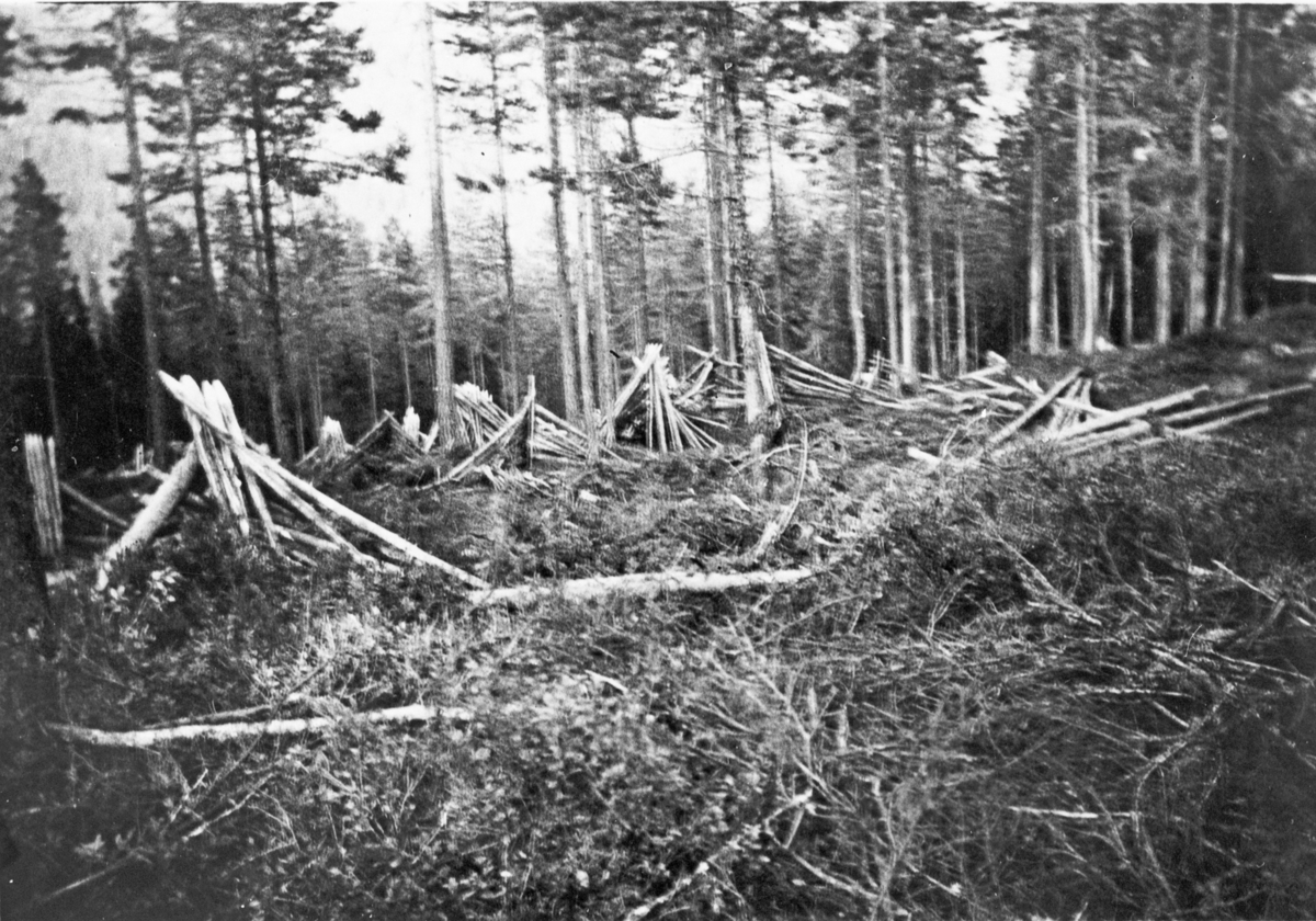 Vedreis i Kopsemarka etter stormen i 1921
