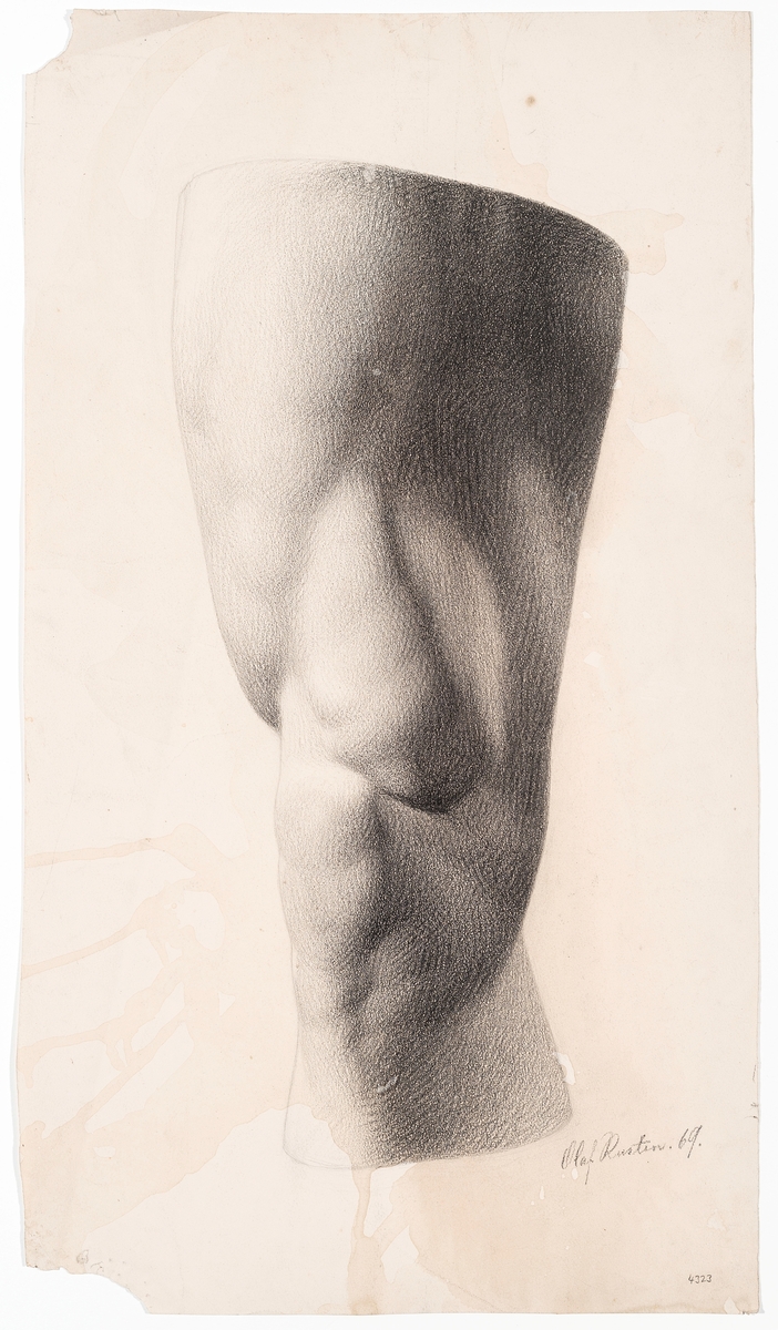 Anatomisk studie av kne og lårmuskler [Tegning]