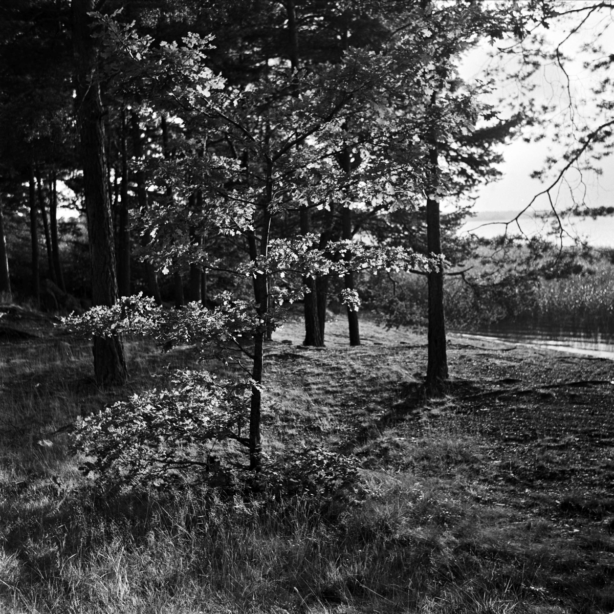 Sjö och skog vid Fagerudds sommarpensionat, strax söder om Enköping