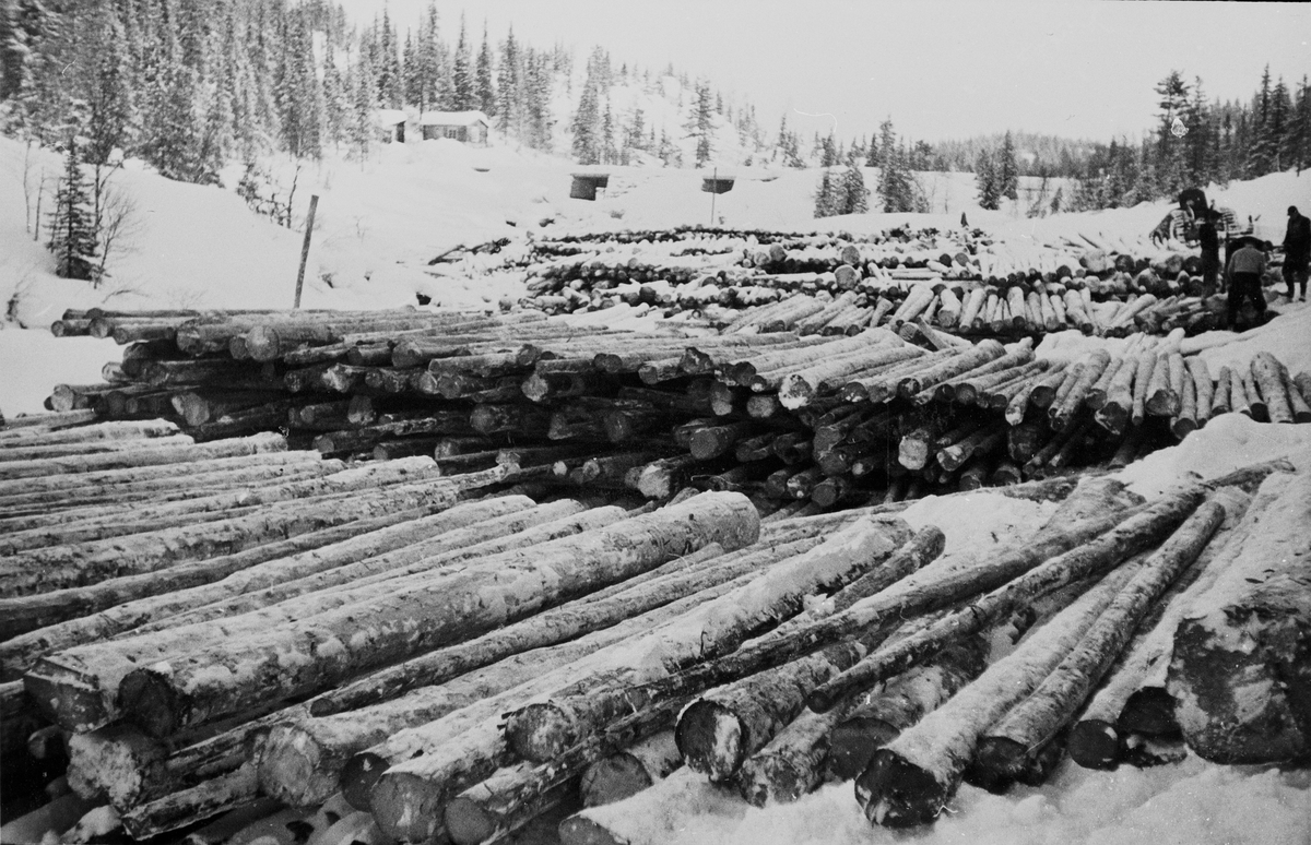 Tømmerkjøring ved Lauvåstjenn i 1959.