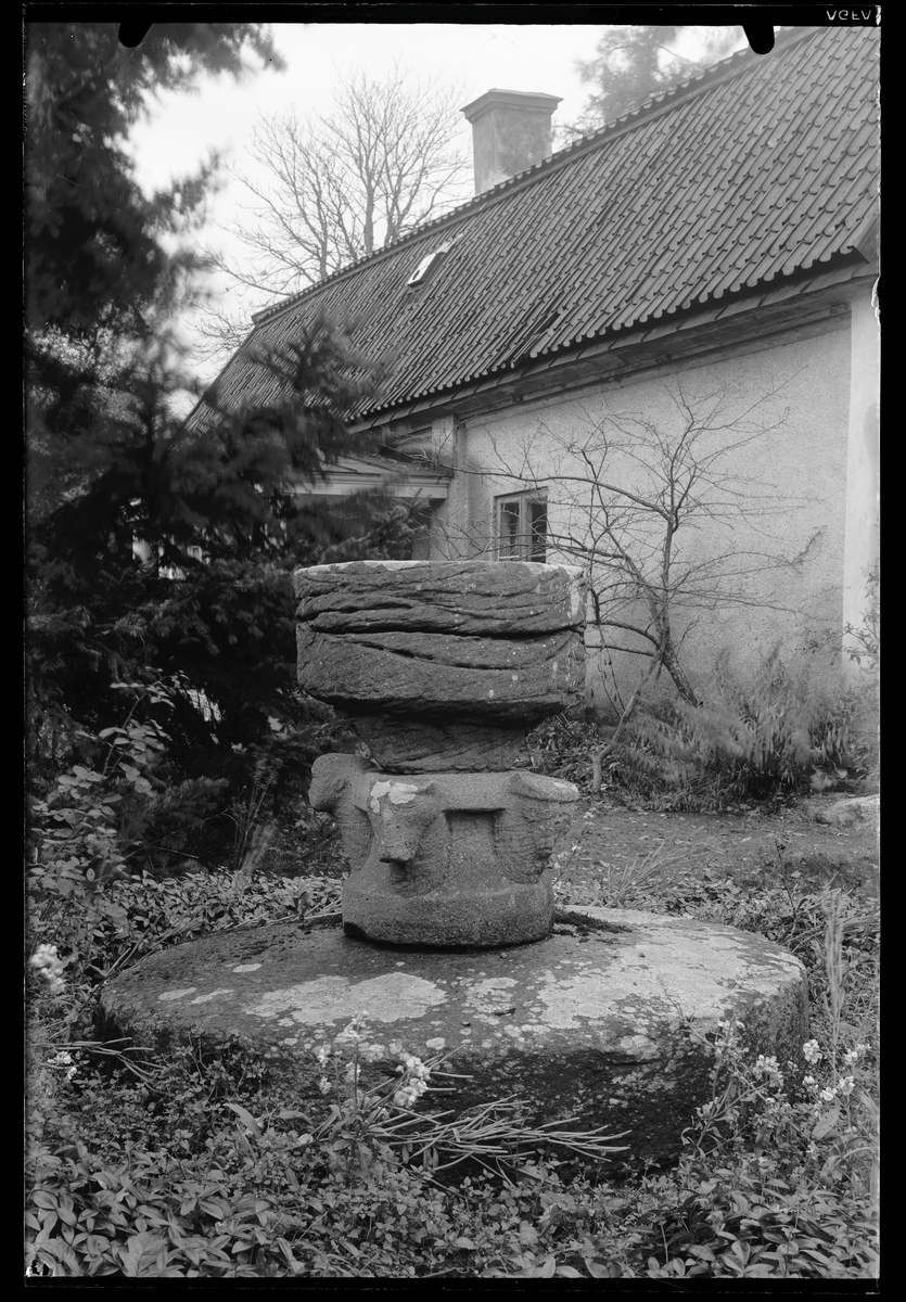 Dopfunt i trädgården, Fiholm, Rytterne.