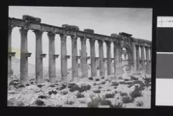 Ruiner i Palmyra. Fotografi tatt i forbindelse med Elisabeth