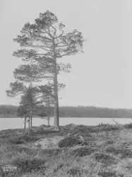 Prot: Valdres - Vann på Tonsåsen med Furu 23. Sep. 1903