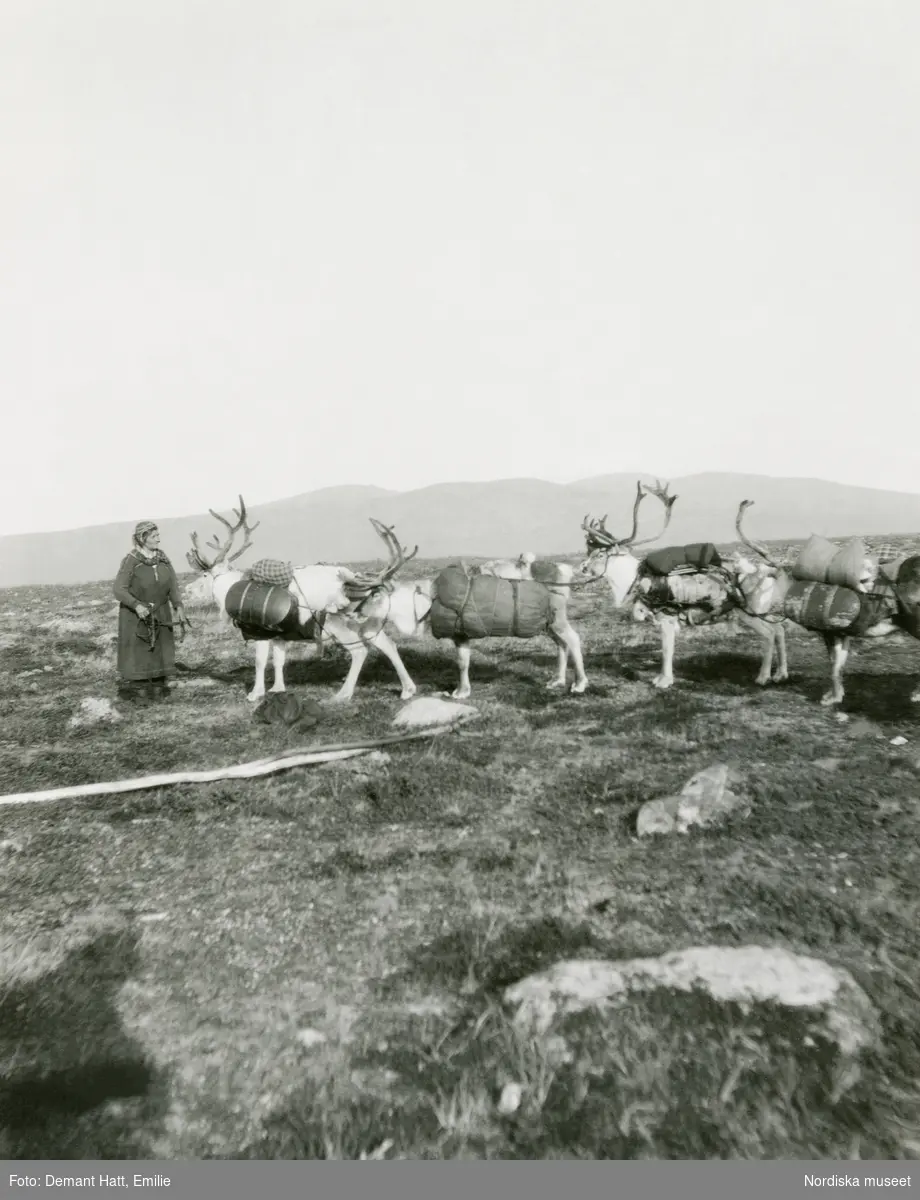 En kvinna, Siri (Sara) Turi, inspekterar sina renar, sin raid innan vinterflyttningen fortsätter. Troligen vid Laimo. Bilden ingår i en serie fotografier tagna av Emilie Demant Hatt i Sapmi mellan åren 1907 och 1916.