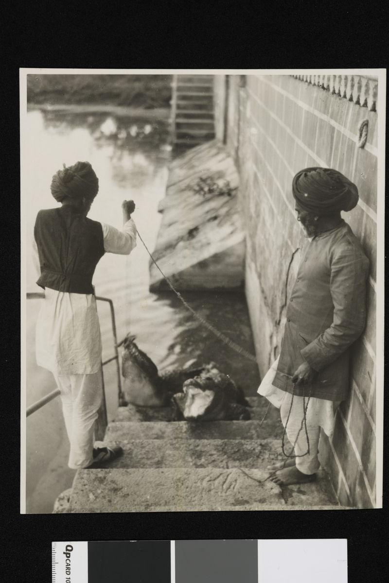 Krokodiller og krokodillepassere i Jaipur. Fotografier tatt i forbindelse med Elisabeth Meyers reise til India 1932-33.