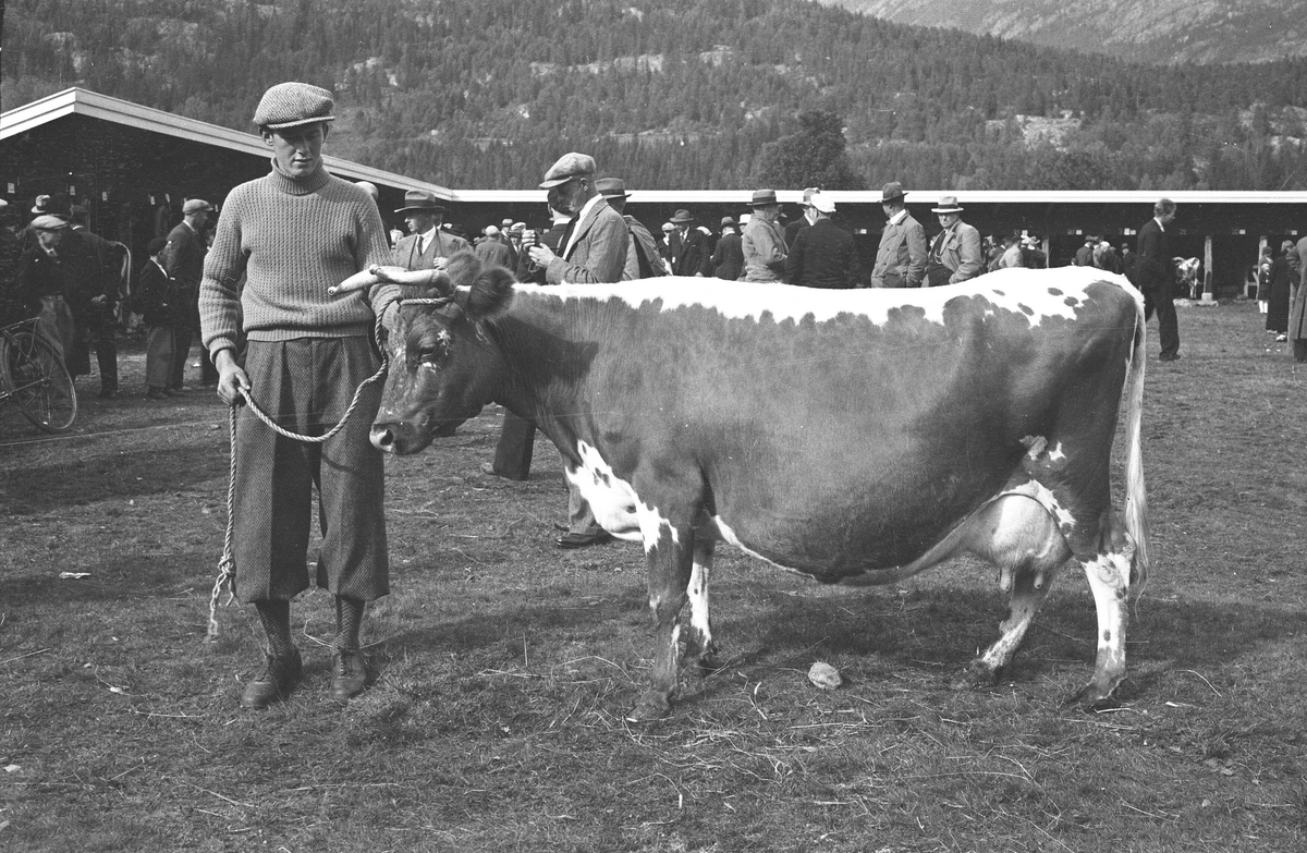Oksen Fagerblom II.  Eigar Petter Aarak, Treungen.  Bildet er tatt på utstilling i Seljord 1937.