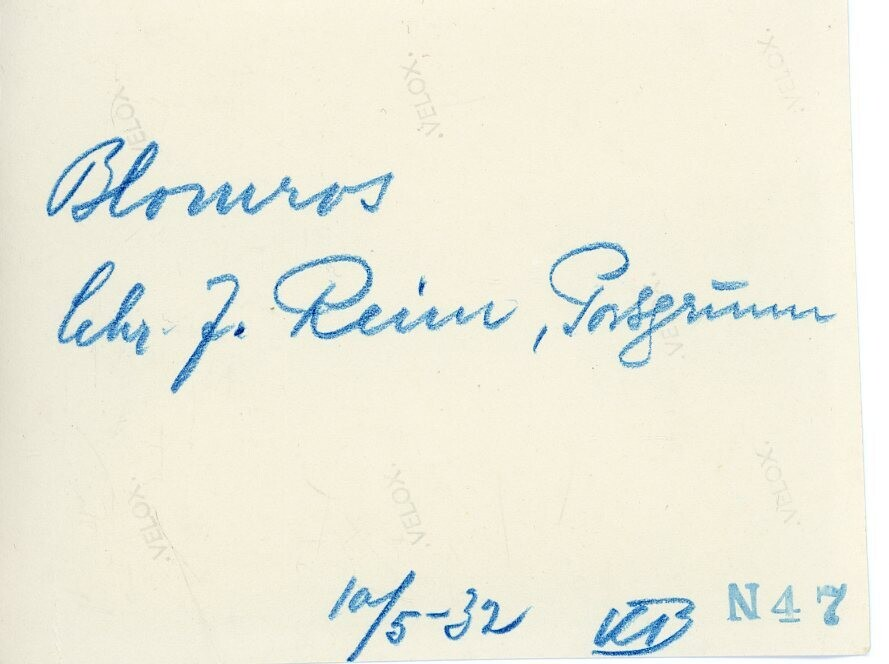 Kua Blomros, eigar J. Reim, Porsgrunn, fotografert 10.5.1932