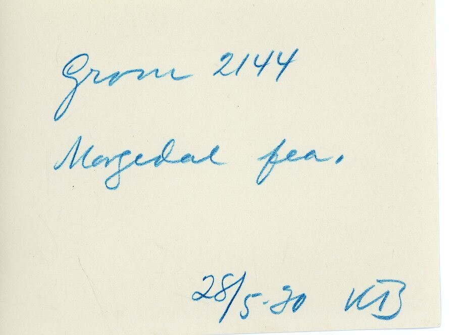 Oksen Grom 2144 frå Morgedal.  Tatt 28.5.1930