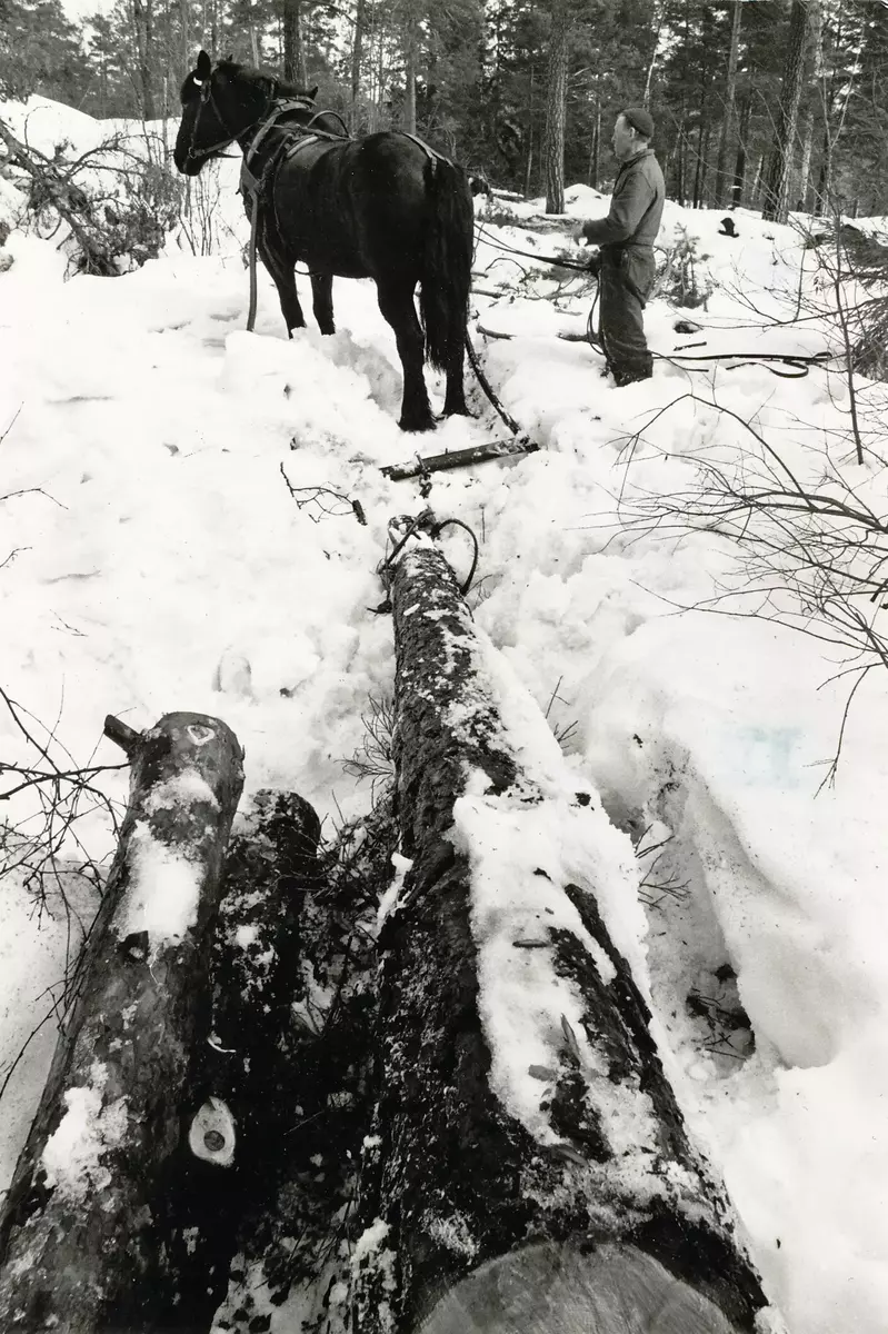 Skogskörare Hjalmar Karlsson, Drevinge, i arbete med "stormskogen" i Erstavik. Nordsvenske hästen Japp drar timmer. 