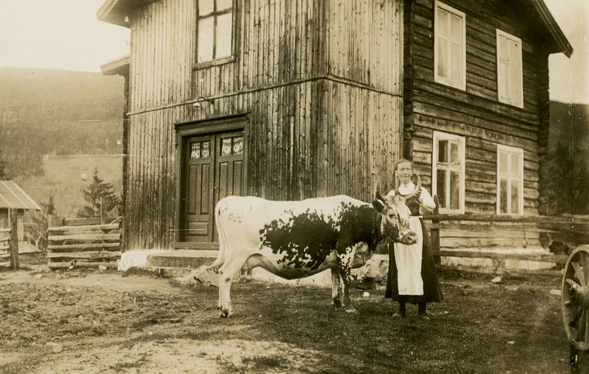 Kua Staslin f. 1905, fotografert i 1923 på Midtbøen i Flatdal. 