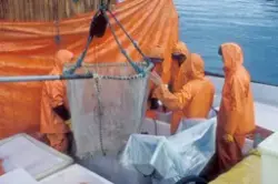 Tromsø 1985 : Mannskap ombord en båt jobber med håven