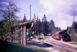 Damplokomotiv nr. 7 "Prydz" med Tertittoget på Norsk jernban