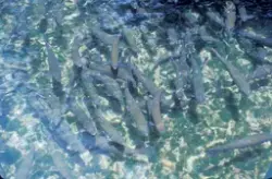Motiv fra Japantur : Fisk, trør det er ørret, i en dam