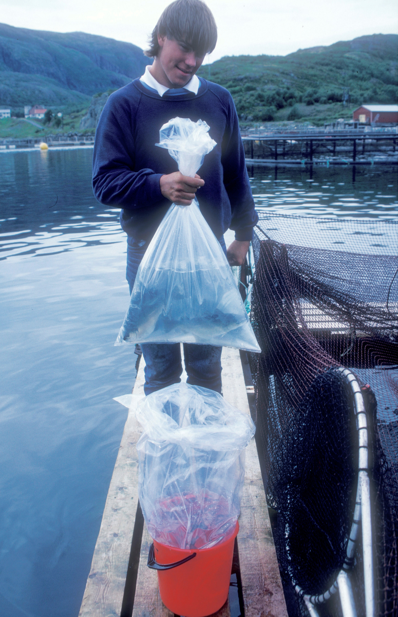 Mann på gangbanen ved oppdrettsmerde, han holder en pose med fisk.