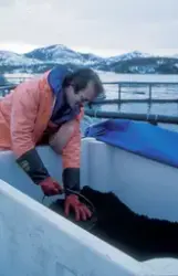 Simo, Bjugn, 1995 : En mann henter fiskefôr fra et større pl