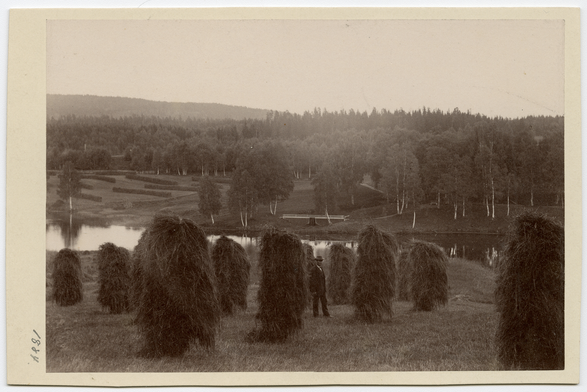 Foto av mann blant høy, på Dal gård 1884