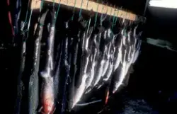 ST.Stamfisk, Bjugn, 1988, rognluft. : Flere døde fisk henger