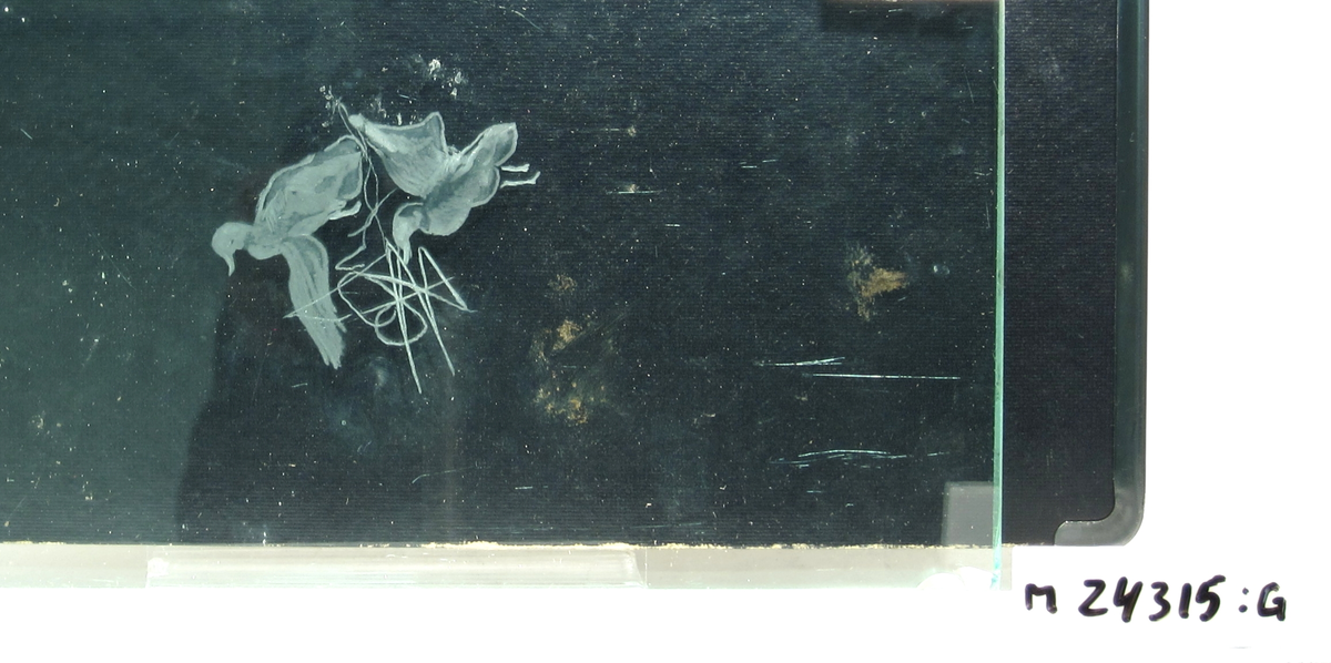 Glasskiva med graveringsprov föreställande änder.