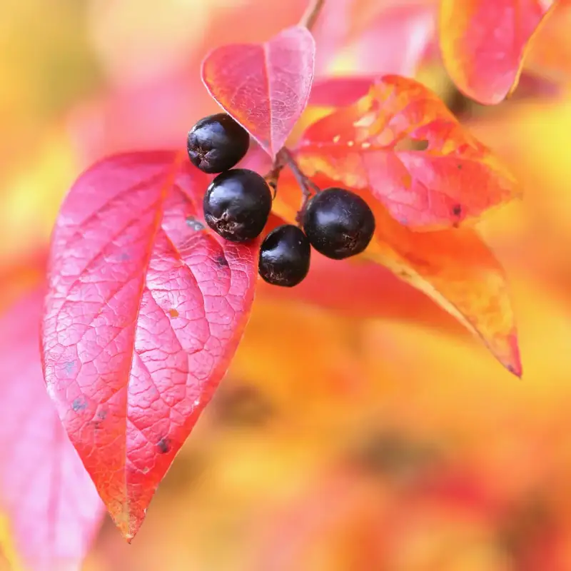 Blankmispel er svartelistet hekkeplante med svarte bær og pilformede, blanke blader som blir pent røde om høsten.