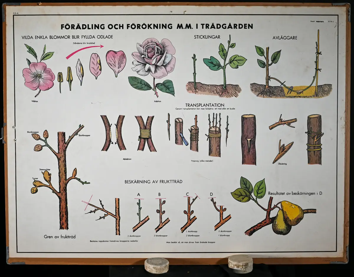 Skolplansch från Solbergaskolan.

Dubbelsidig, på ena sidan "Blomman - Befruktningen", på andra sidan "Förädling och förökning i trädgården".