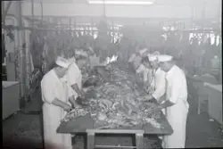 Skjæring av kjøtt på Brødrene Bothners fabrikk i Havnegata.