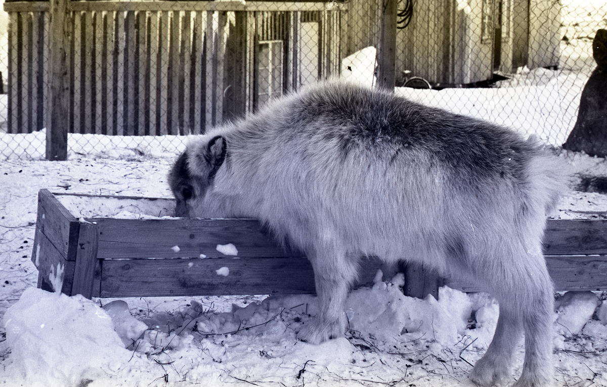 Fra forskning på reinsdyr. I 1975 ble 10 reinsdyr fanget på Svalbard og flydd til Tromsø med Braathens. Senere ble de tatt til Lødingen, og senere var planen at de skulle settes ut på et øy i Kvæfjord. 