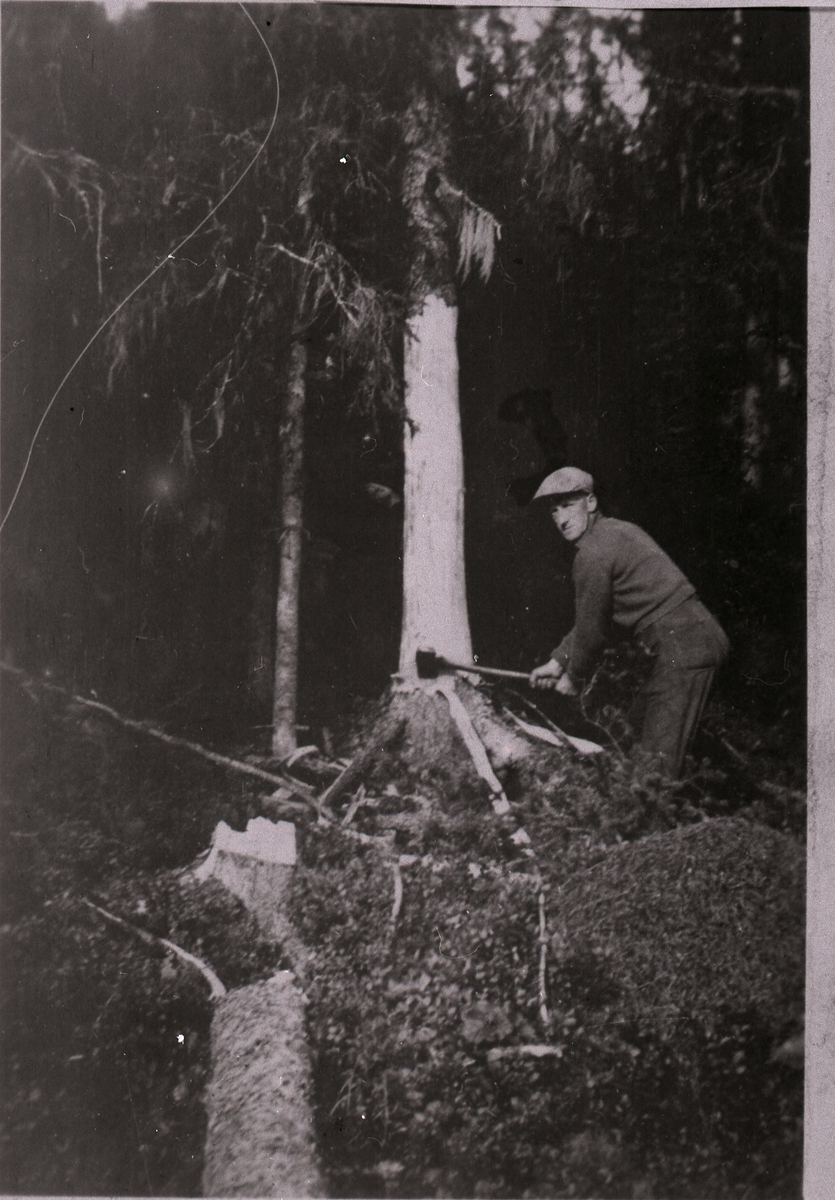 Tømmerhogst
Martin Juvhaugen hogger ned et stort grantre. Han er ferdig med å stette. 
